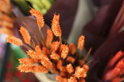 Close-up of orange marigold flowers blooming outdoors