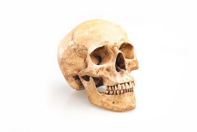 Close-up of human skull