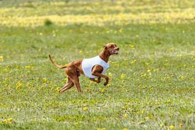 Pharaoh hound dog in white shirt running and chasing lure in the field on coursing competition