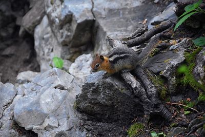 Western chipmunk rodent sciuridae found in north america  big cottonwood canyon rocky mountains utah