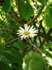 Close-up of white flowers