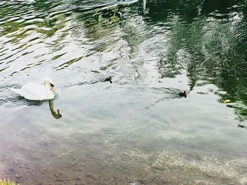 High angle view of swans swimming in lake