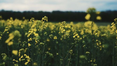 Yellow flowering plants growing on field