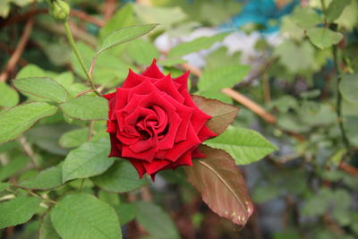 Close-up of red rose on plant