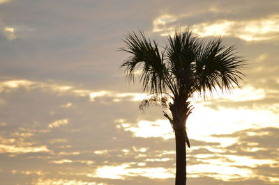 Palm tree against sky during sunset