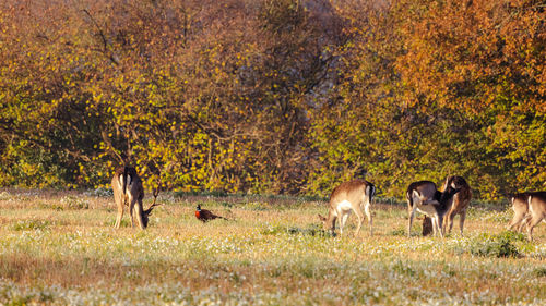 Deer and pheasant in a field