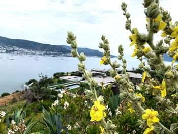 Close-up of yellow flowering plants on land against sky