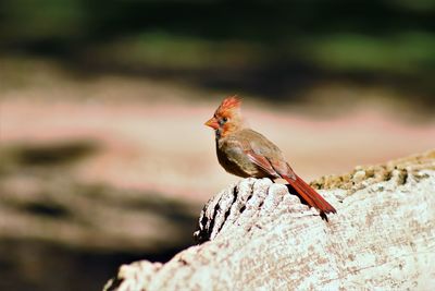 Close-up of bird perching on tree