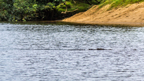 Ducks swimming in river