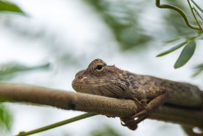 Close-up of a lizard on tree