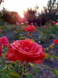 Close-up of red rose