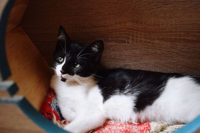 Close-up portrait of a cat from the spca