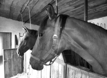 Close-up of horse in stable