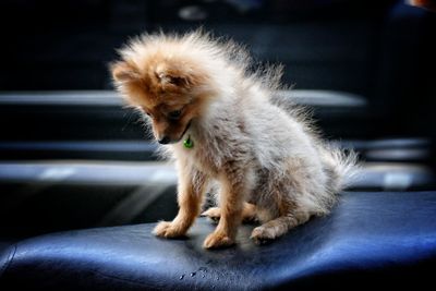 Close-up of dog sitting outdoors