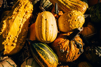 A lot of mini pumpkin at outdoor farmers market