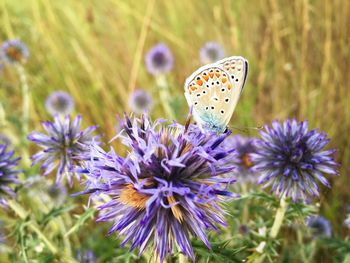 Close-up of butterfly on purple flowering plant