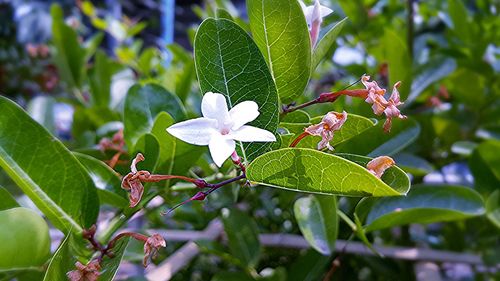 Close-up of flower growing on plant