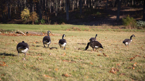 Flock of birds on field