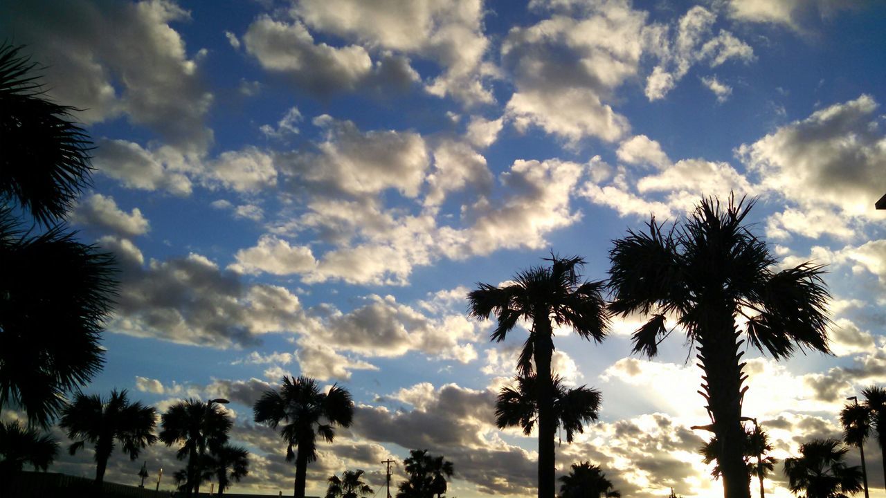 tree, palm tree, sky, silhouette, cloud - sky, low angle view, sunset, no people, nature, beauty in nature, growth, outdoors, day