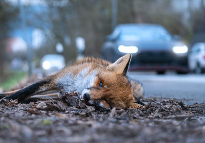 Portrait of a cat fox