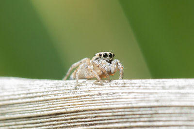 Close-up of spider on wood