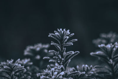 Close-up of flowering plant during winter