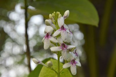 Close-up of pink flowers