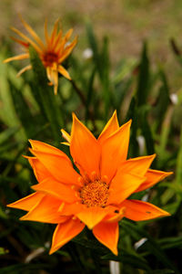 Close-up of yellow flower