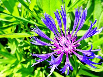 Close-up of purple flowers