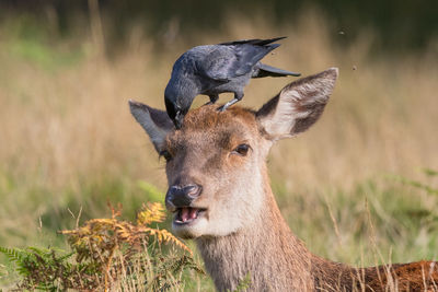 Close-up of crow on red deer head