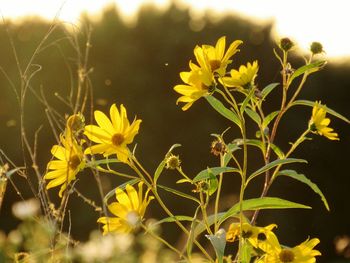 Yellow flowers blooming outdoors