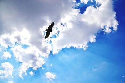 Low angle view of bird flying