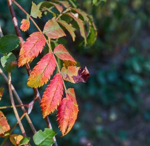 Close-up of maple leaves on plant