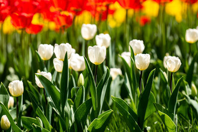 Close-up of white flowering plants on field