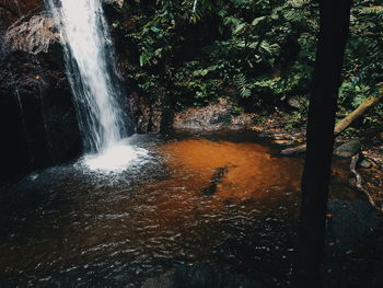 Scenic view of waterfall in forest
