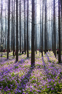 Purple flowering plants and trees growing on forest