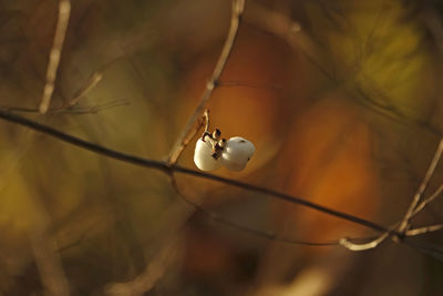 Close-up of white snowberry on twig in autumn