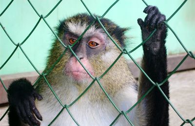 Portrait of monkey in cage