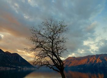 Bare tree by lake against sky during sunset