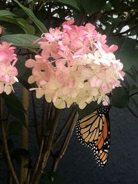 Close-up of pink flowers blooming outdoors