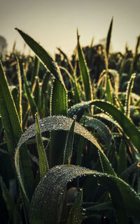 Close-up of wet plant