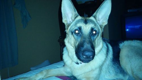 Portrait of german shepherd with glowing eyes relaxing on bed at home