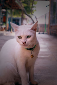 Close-up portrait of white cat