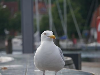 Close-up of seagull perching outdoors