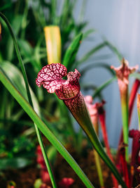 Close-up of butterfly on leaf