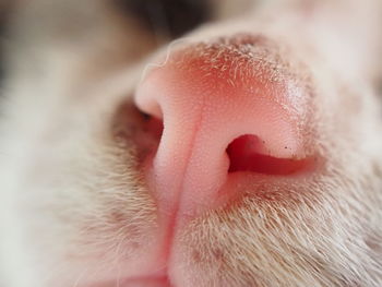 Close-up of cat