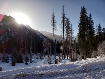 Pine trees on snow covered mountain against sky