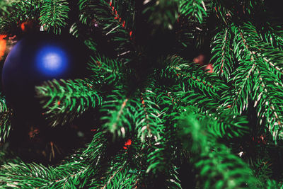 Close-up of christmas tree