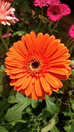 Close-up of orange flower blooming outdoors