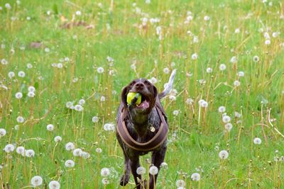 Portrait of dog in flowers